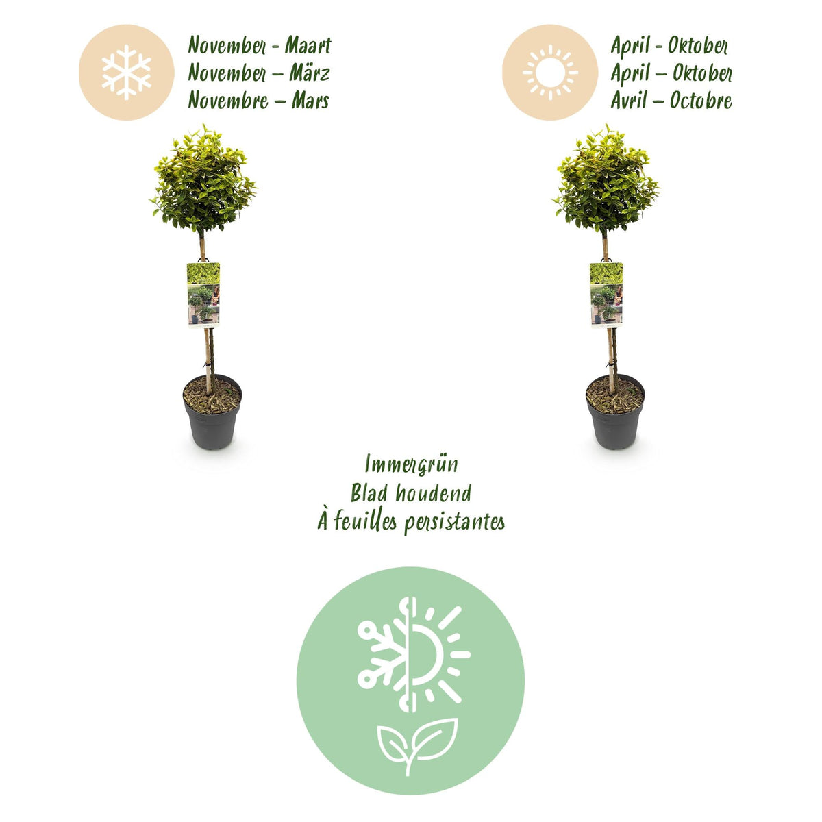 Plant op Stam - Euonymus fortunei Emerald n Gold - Terras Plant - Winterhard - Forestbloom