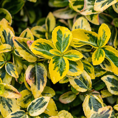 Plant op Stam - Euonymus fortunei Emerald n Gold - Terras Plant - Winterhard - Forestbloom