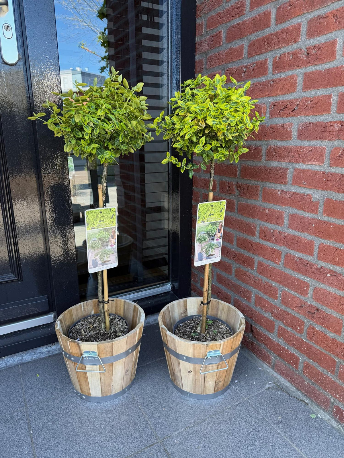 Plant op Stam - Euonymus fortunei Emerald n Gold - Terras Plant - Winterhard - Forestbloom