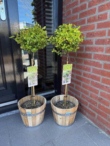 Plant op Stam - Euonymus fortunei Emerald n Gold - Terras Plant - Winterhard - Forestbloom