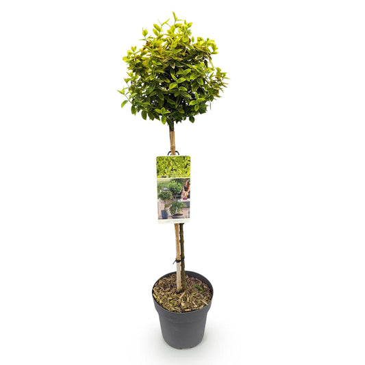 Plant op Stam - Euonymus fortunei Emerald n Gold - Terras Plant - Winterhard - Forestbloom