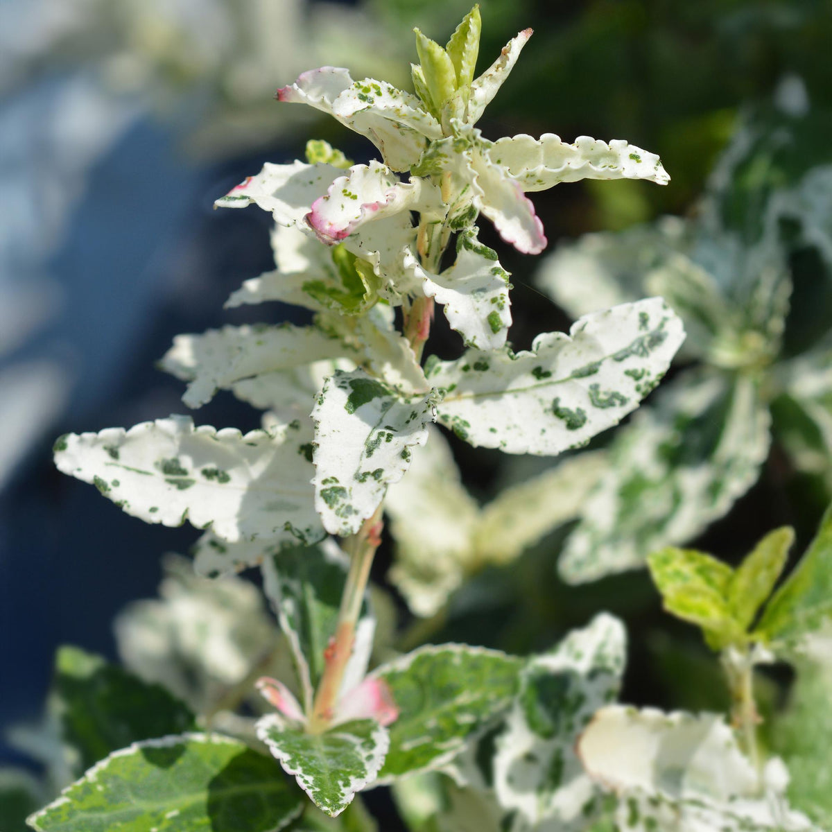 Plant op Stam - Euonymus fortunei Harlequin - Terras Plant - Winterhard - Forestbloom