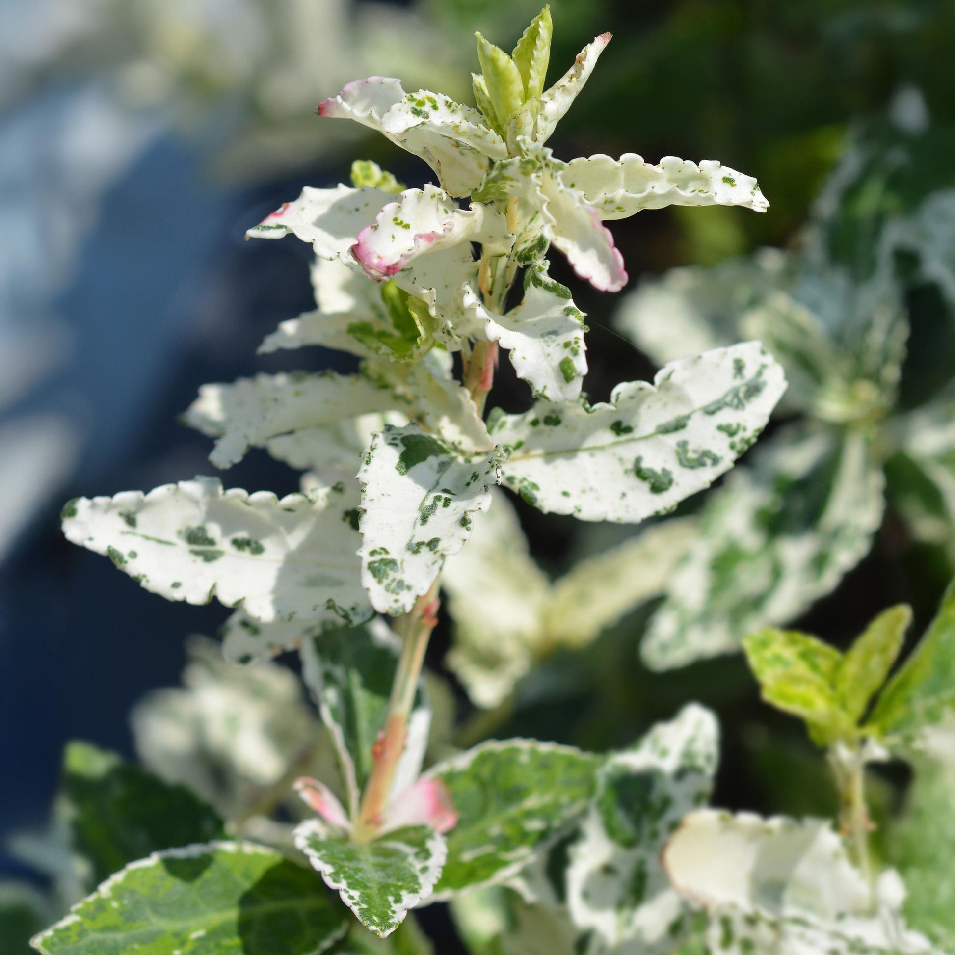 Plant op Stam - Euonymus fortunei Harlequin - Terras Plant - Winterhard - Forestbloom