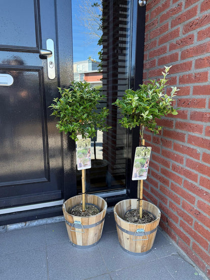 Plant op Stam - Euonymus fortunei Harlequin - Terras Plant - Winterhard - Forestbloom