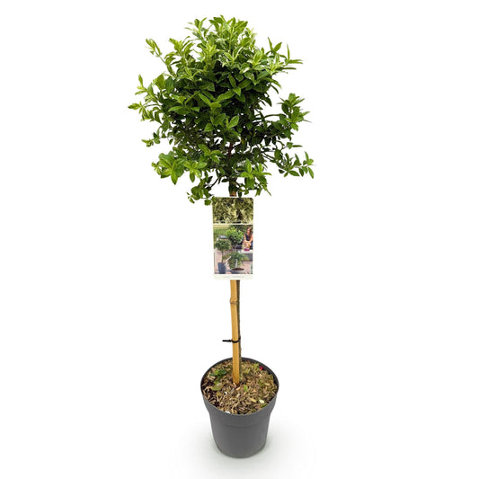 Plant op Stam - Euonymus fortunei Harlequin - Terras Plant - Winterhard - Forestbloom