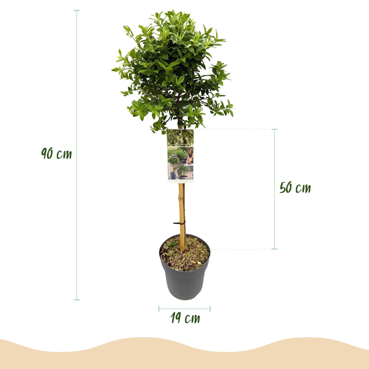 Plant op Stam - Euonymus fortunei Harlequin - Terras Plant - Winterhard - Forestbloom