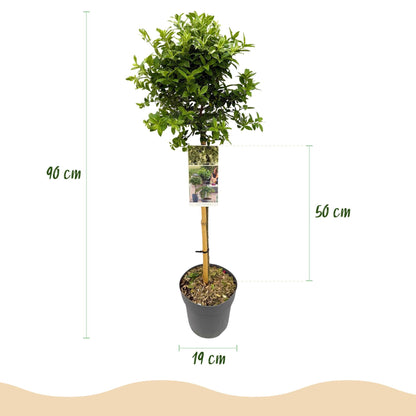 Plant op Stam - Euonymus fortunei Harlequin - Terras Plant - Winterhard - Forestbloom