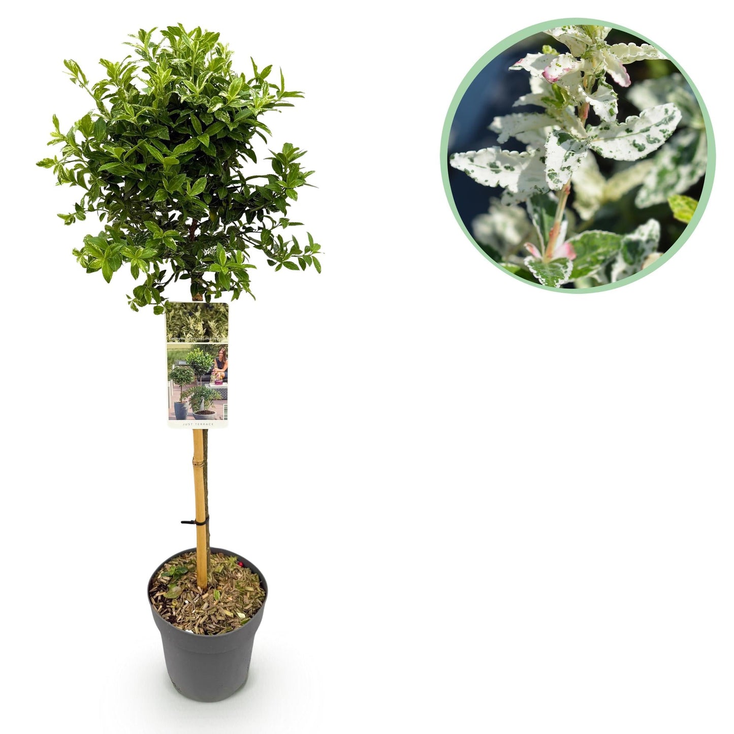 Plant op Stam - Euonymus fortunei Harlequin - Terras Plant - Winterhard - Forestbloom