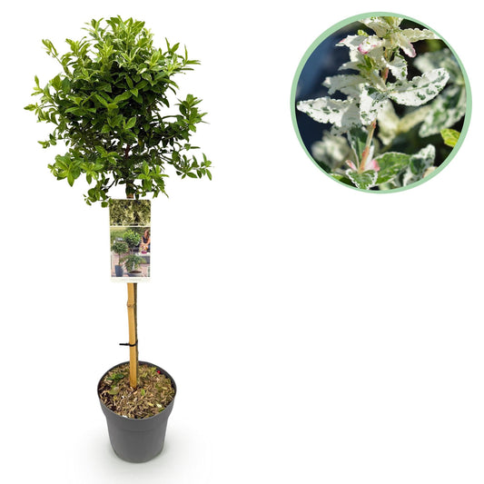 Plant op Stam - Euonymus fortunei Harlequin - Terras Plant - Winterhard - Forestbloom