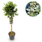 Plant op Stam - Euonymus fortunei Harlequin - Terras Plant - Winterhard - Forestbloom