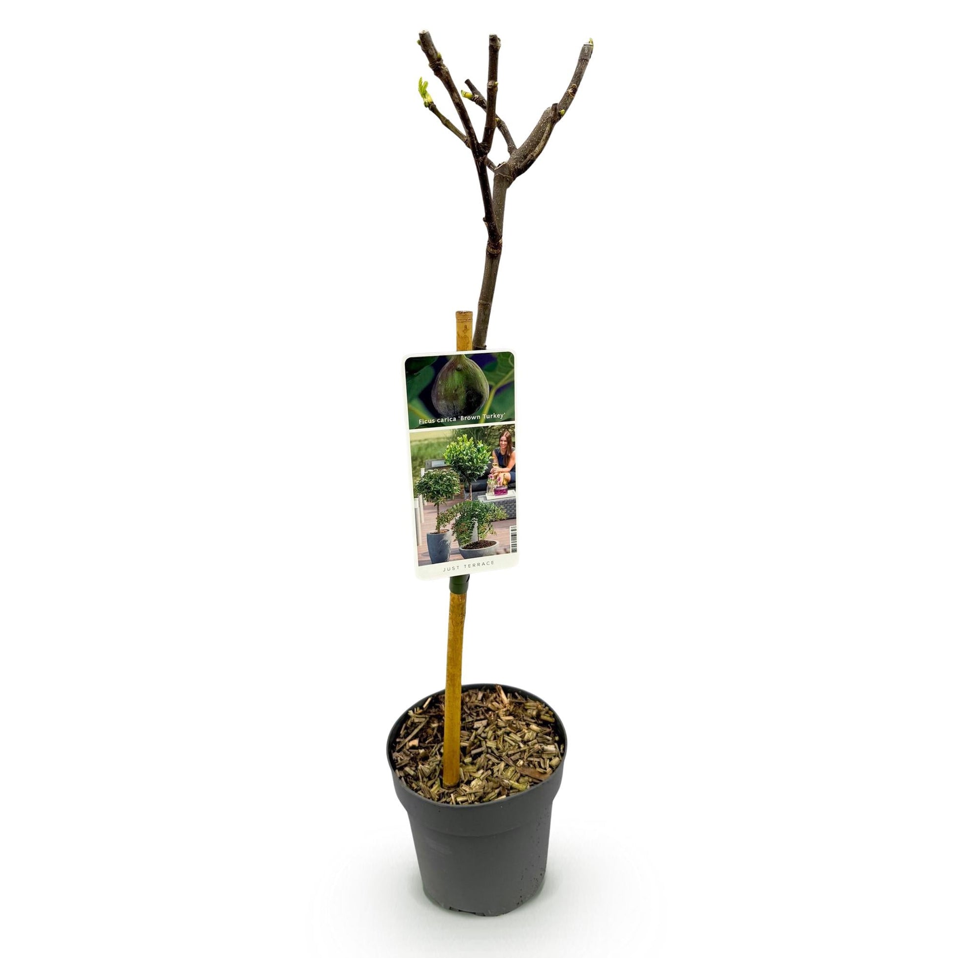 Plant op Stam - Ficus carica Brown Turkey - Terras Plant - Winterhard - Forestbloom