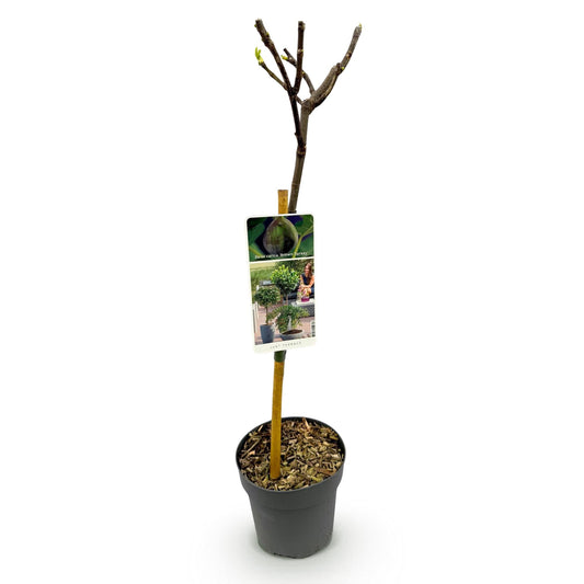 Plant op Stam - Ficus carica Brown Turkey - Terras Plant - Winterhard - Forestbloom