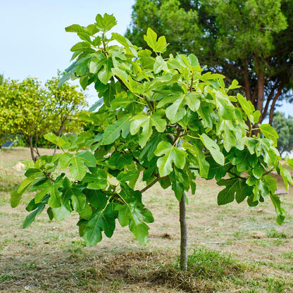 Plant op Stam - Ficus carica Brown Turkey - Terras Plant - Winterhard - Forestbloom