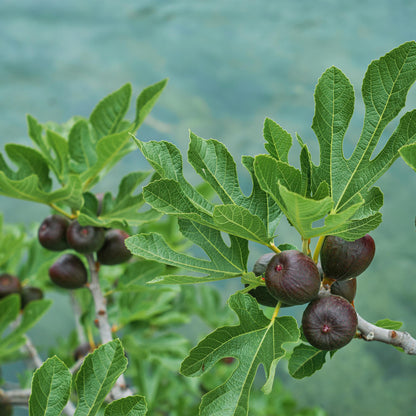 Plant op Stam - Ficus carica Brown Turkey - Terras Plant - Winterhard - Forestbloom