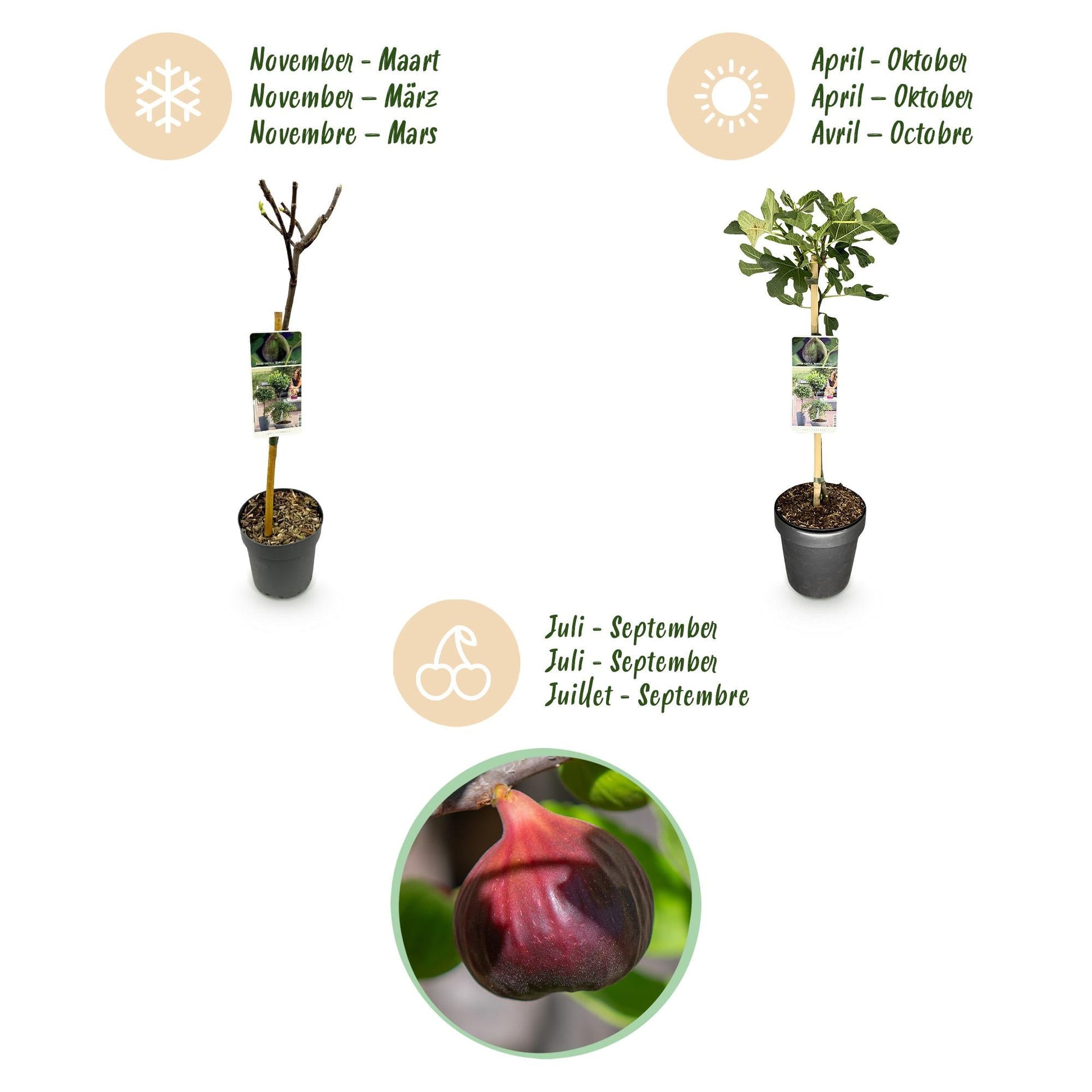 Plant op Stam - Ficus carica Brown Turkey - Terras Plant - Winterhard - Forestbloom