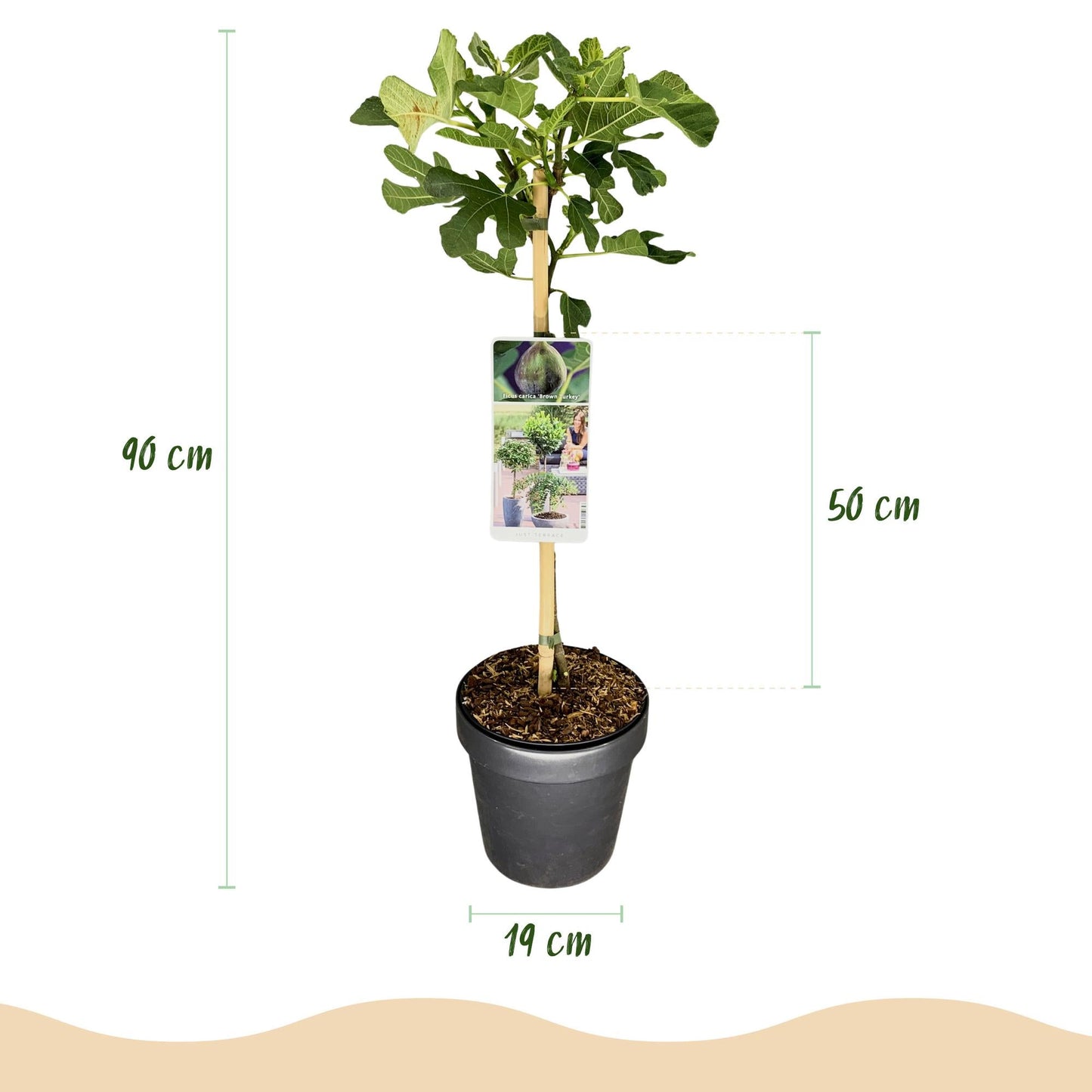 Plant op Stam - Ficus carica Brown Turkey - Terras Plant - Winterhard - Forestbloom