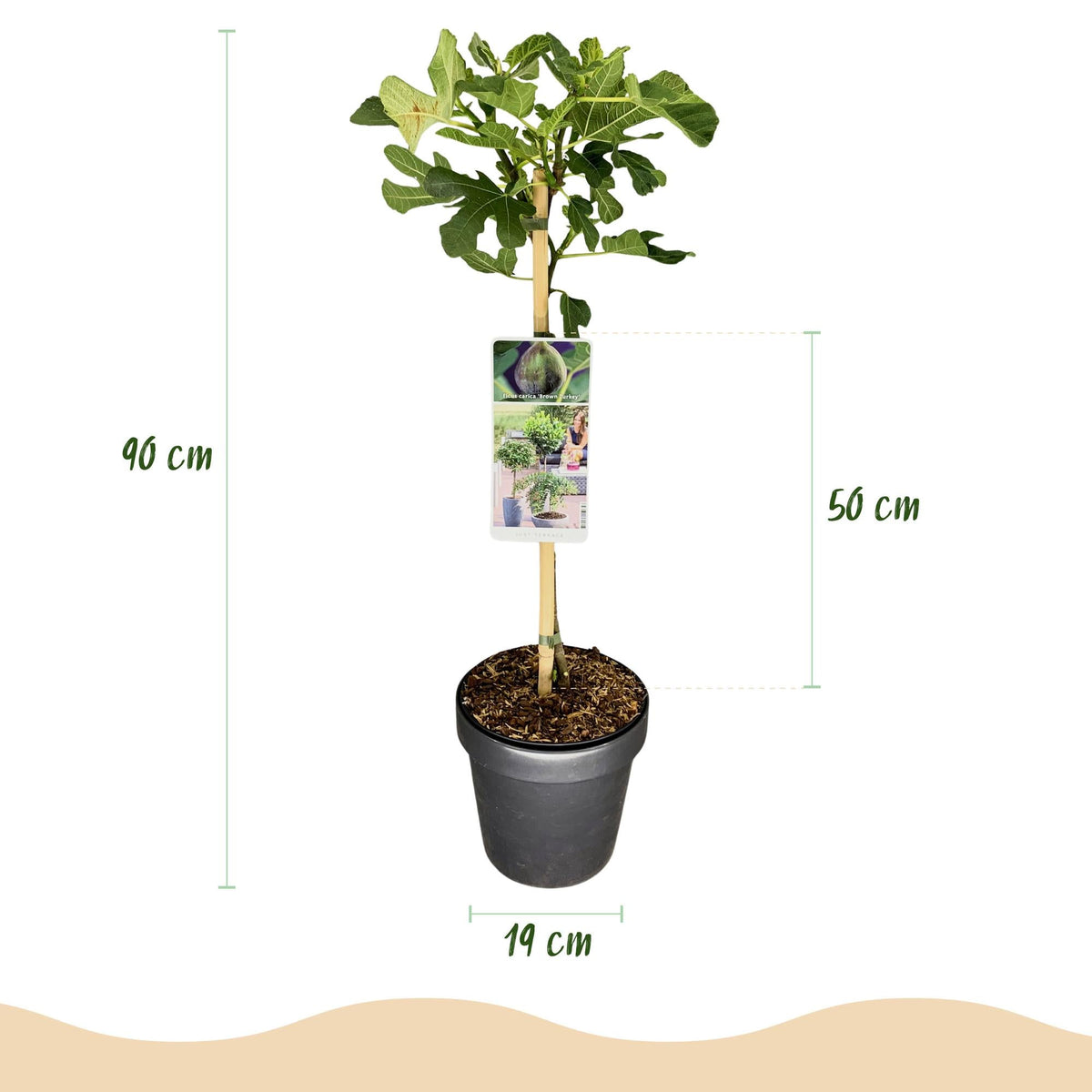 Plant op Stam - Ficus carica Brown Turkey - Terras Plant - Winterhard - Forestbloom