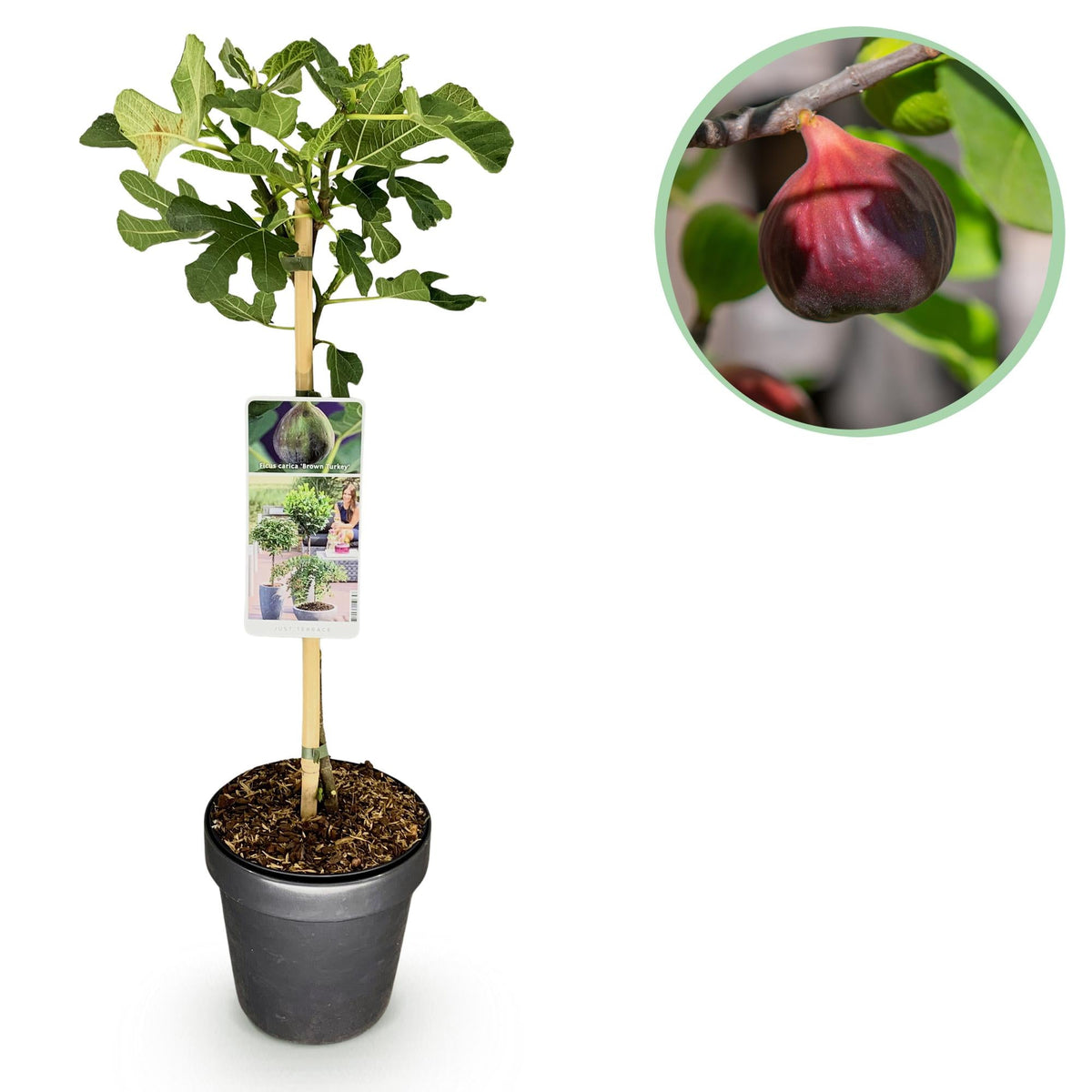 Plant op Stam - Ficus carica Brown Turkey - Terras Plant - Winterhard - Forestbloom