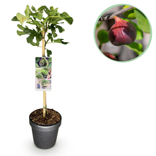 Plant op Stam - Ficus carica Brown Turkey - Terras Plant - Winterhard - Forestbloom