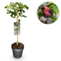 Plant op Stam - Ficus carica Brown Turkey - Terras Plant - Winterhard - Forestbloom