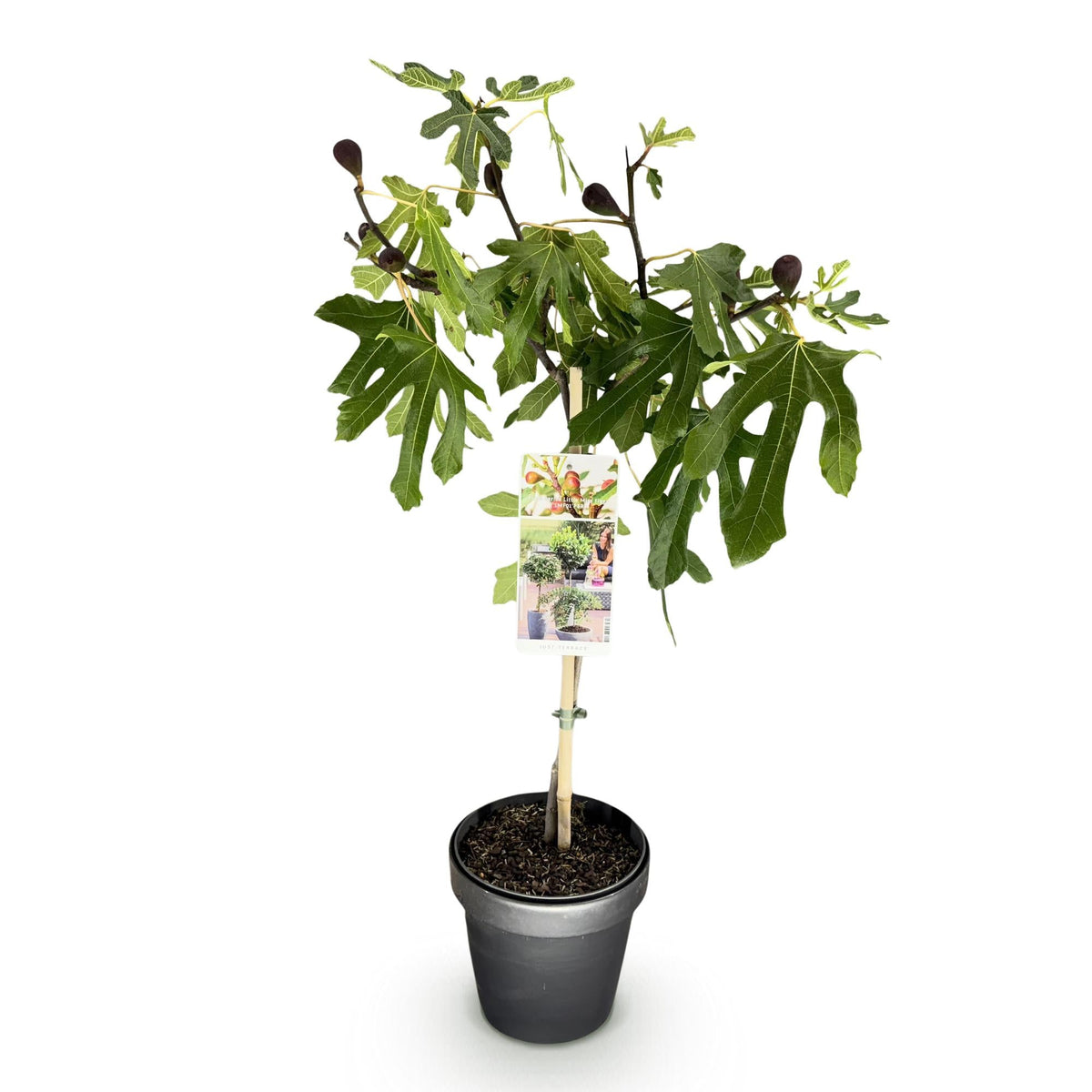Plant op Stam - Ficus carica Little Miss Figgy - Terras Plant - Winterhard - Forestbloom