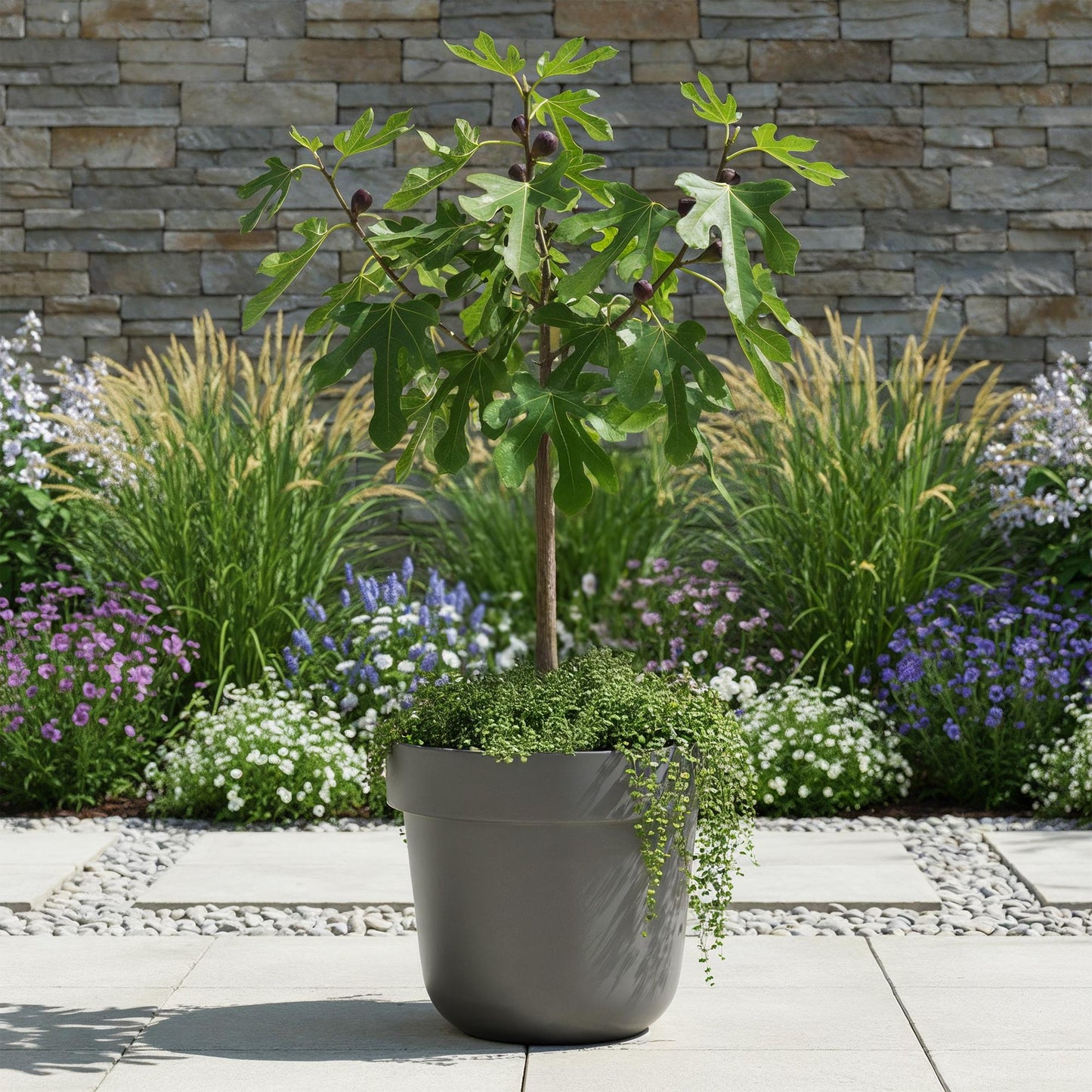 Plant op Stam - Ficus carica Little Miss Figgy - Terras Plant - Winterhard - Forestbloom