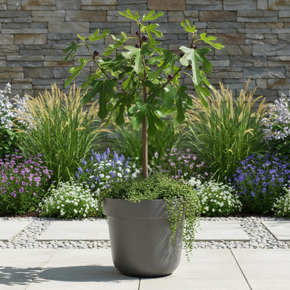 Plant op Stam - Ficus carica Little Miss Figgy - Terras Plant - Winterhard - Forestbloom