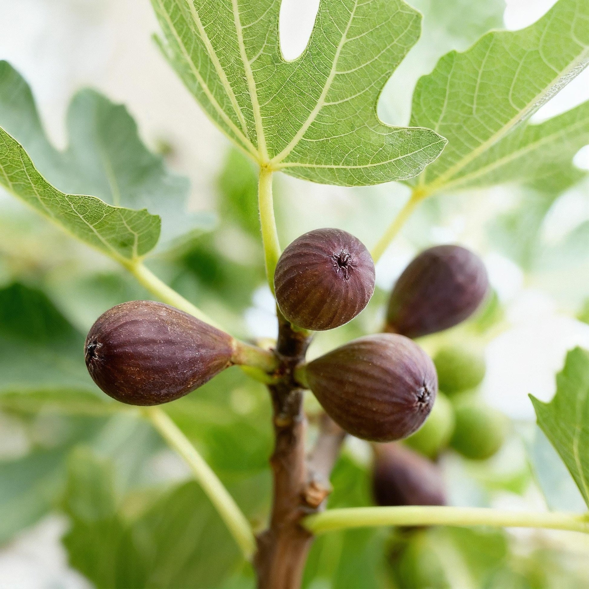 Plant op Stam - Ficus carica Little Miss Figgy - Terras Plant - Winterhard - Forestbloom