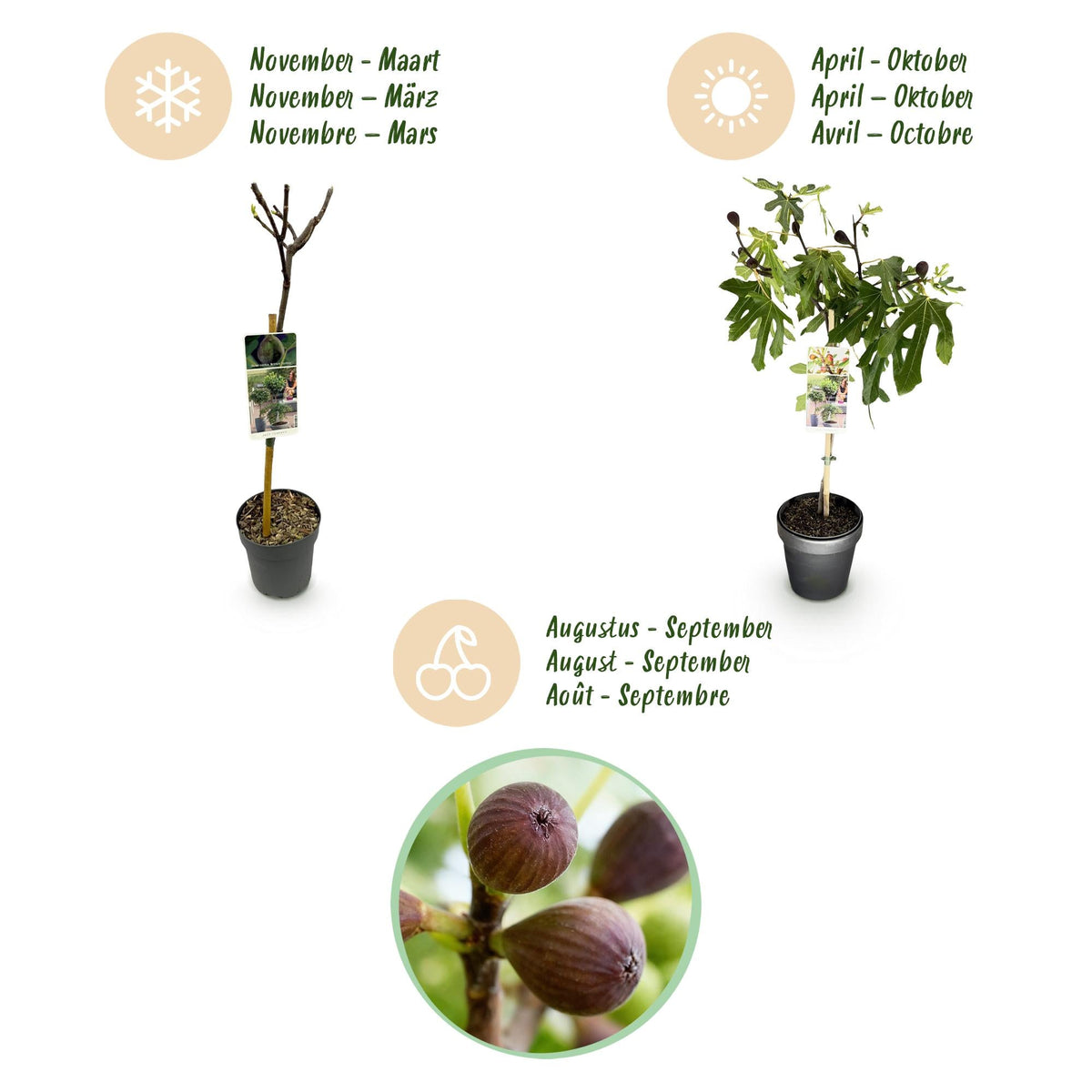 Plant op Stam - Ficus carica Little Miss Figgy - Terras Plant - Winterhard - Forestbloom