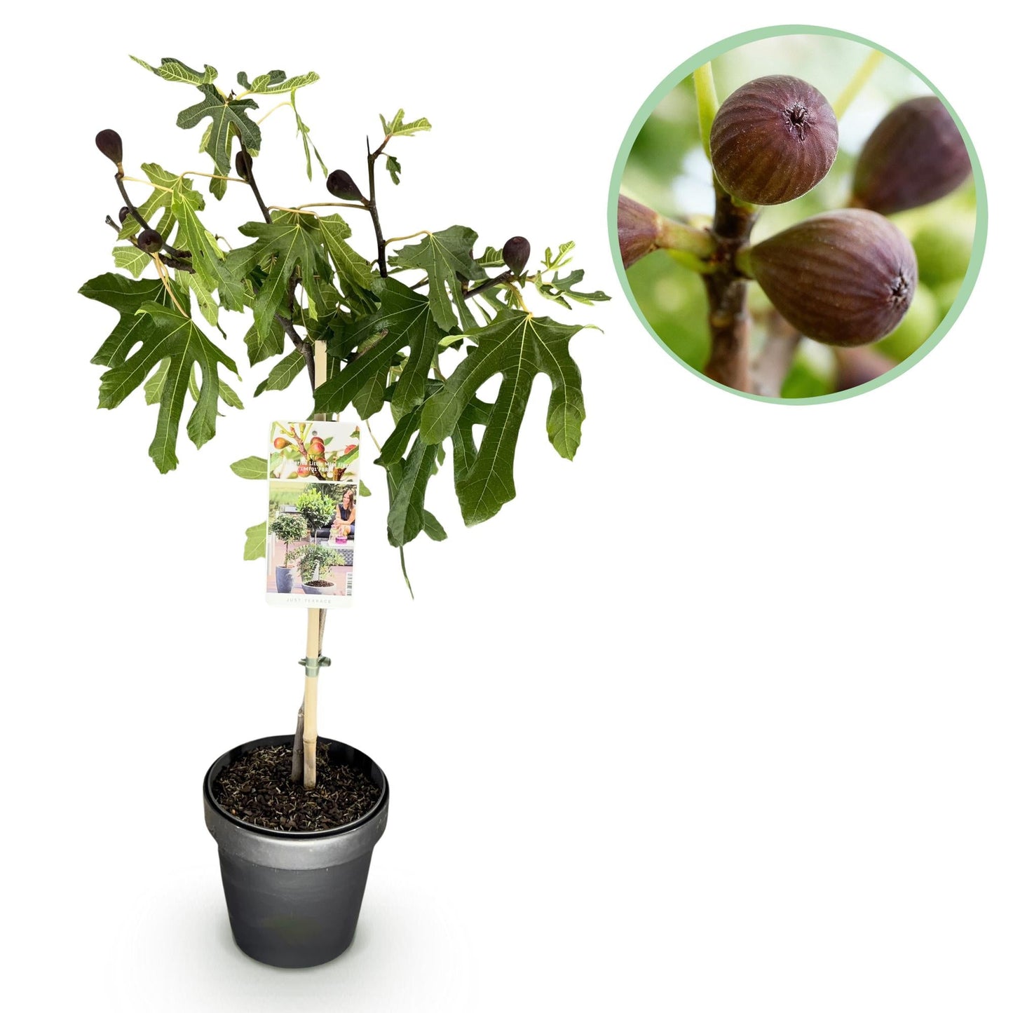 Plant op Stam - Ficus carica Little Miss Figgy - Terras Plant - Winterhard - Forestbloom