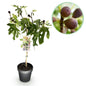Plant op Stam - Ficus carica Little Miss Figgy - Terras Plant - Winterhard - Forestbloom