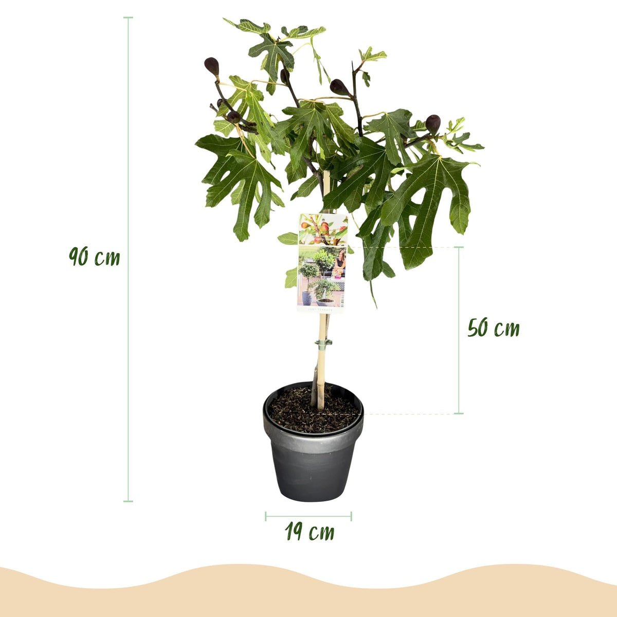 Plant op Stam - Ficus carica Little Miss Figgy - Terras Plant - Winterhard - Forestbloom