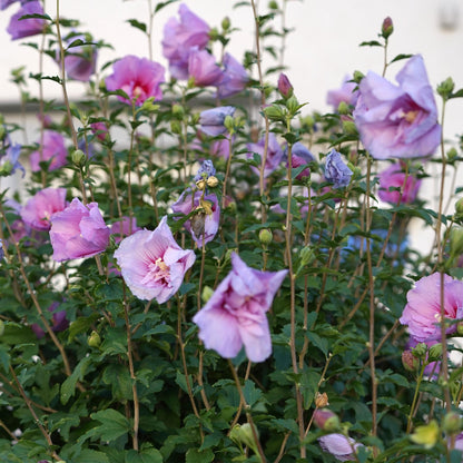 Plant op Stam - Hibiscus syriacus Lavendor Chiffon® - Terras Plant - Winterhard - Forestbloom