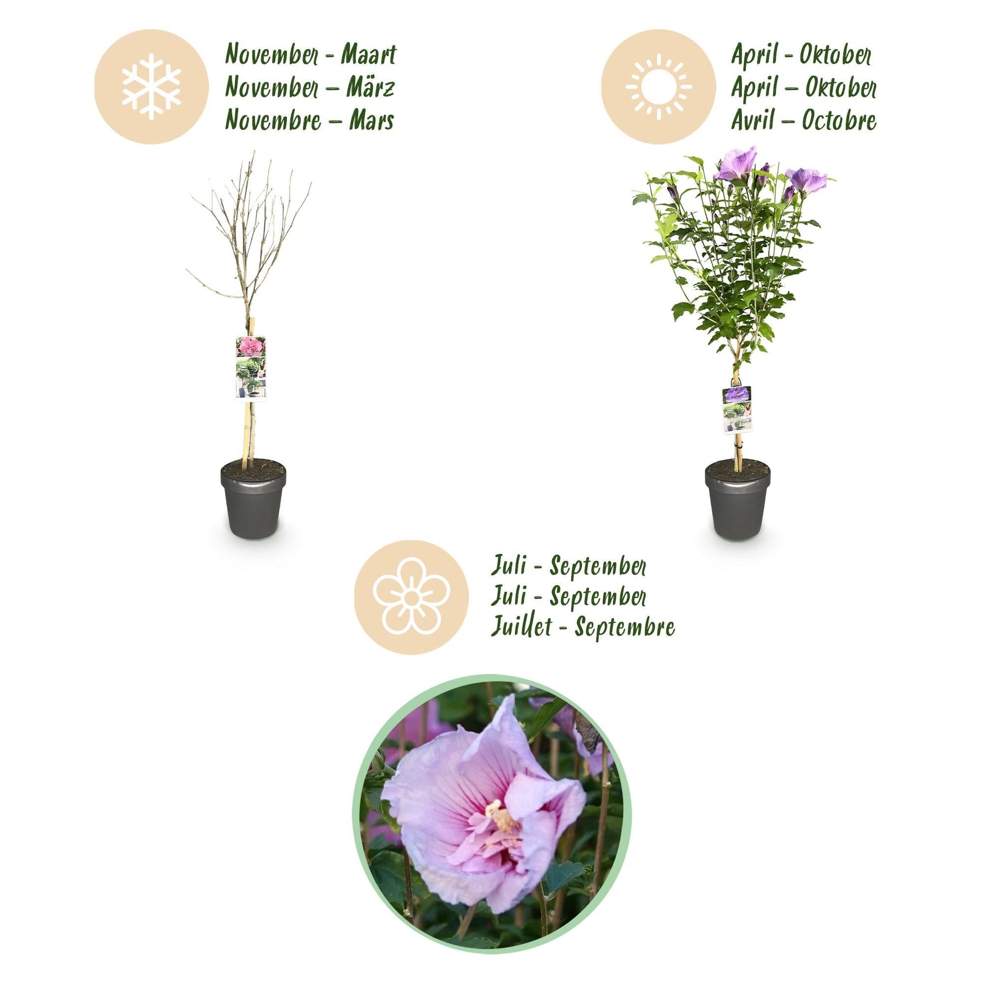 Plant op Stam - Hibiscus syriacus Lavendor Chiffon® - Terras Plant - Winterhard - Forestbloom