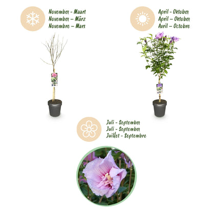 Plant op Stam - Hibiscus syriacus Lavendor Chiffon® - Terras Plant - Winterhard - Forestbloom
