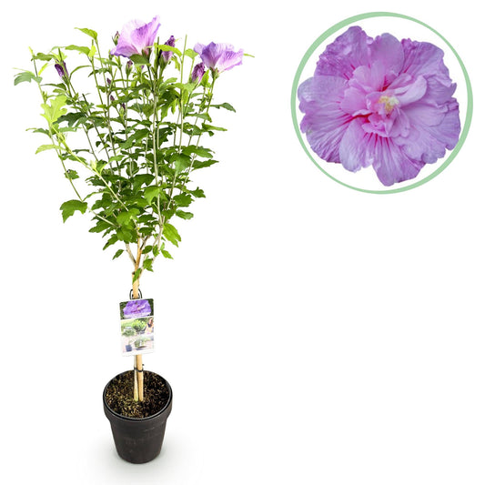 Plant op Stam - Hibiscus syriacus Lavendor Chiffon® - Terras Plant - Winterhard - Forestbloom