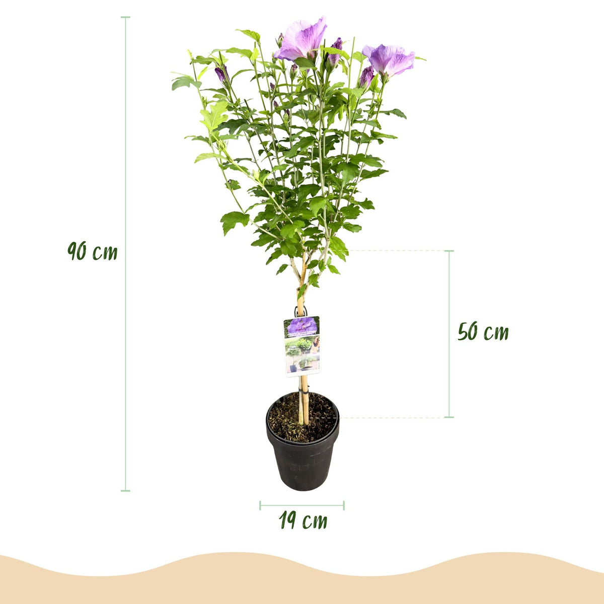 Plant op Stam - Hibiscus syriacus Lavendor Chiffon® - Terras Plant - Winterhard - Forestbloom