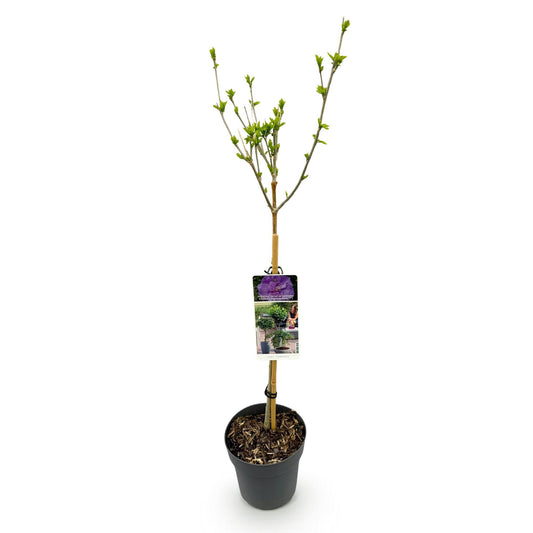 Plant op Stam - Hibiscus syriacus Lavendor Chiffon® - Terras Plant - Winterhard - Forestbloom