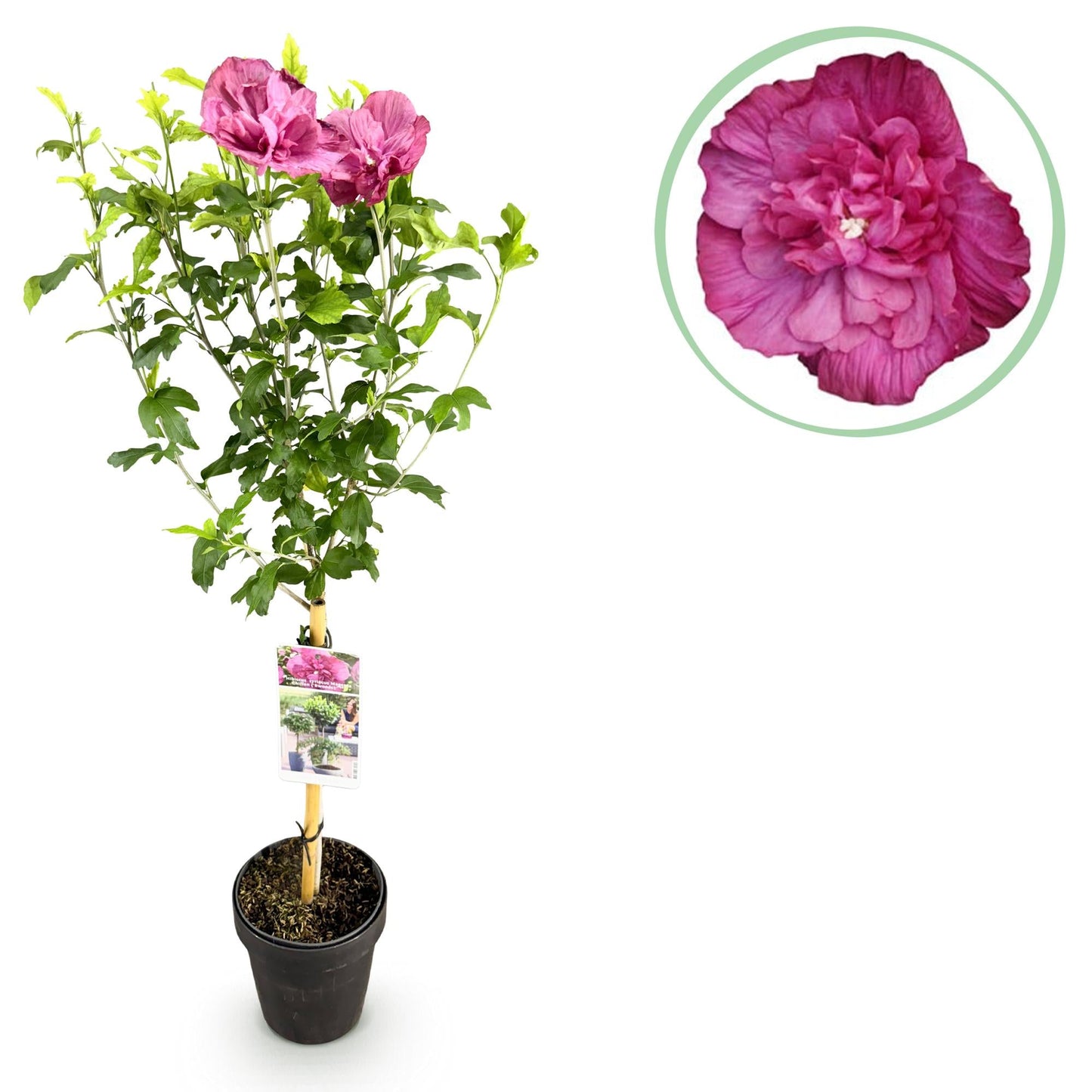 Plant op Stam - Hibiscus syriacus Magenta Chiffon® - Terras Plant - Winterhard - Forestbloom