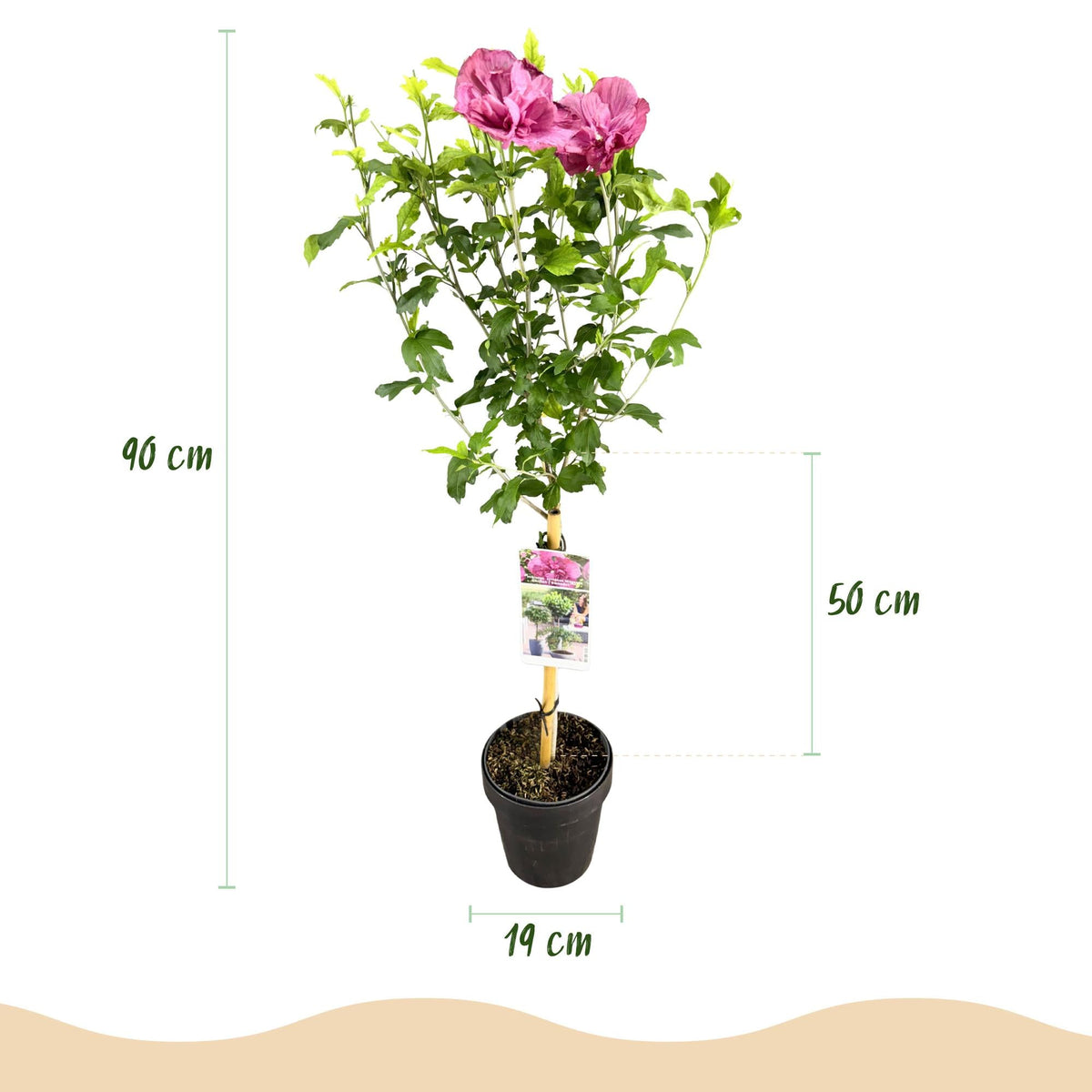 Plant op Stam - Hibiscus syriacus Magenta Chiffon® - Terras Plant - Winterhard - Forestbloom