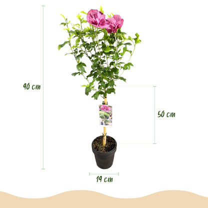 Plant op Stam - Hibiscus syriacus Magenta Chiffon® - Terras Plant - Winterhard - Forestbloom