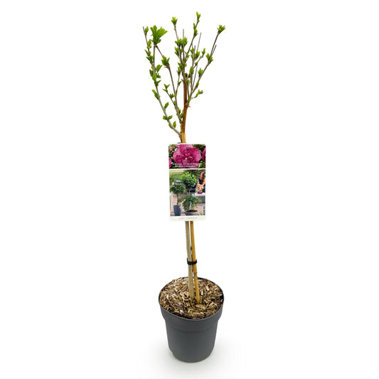 Plant op Stam - Hibiscus syriacus Magenta Chiffon® - Terras Plant - Winterhard - Forestbloom