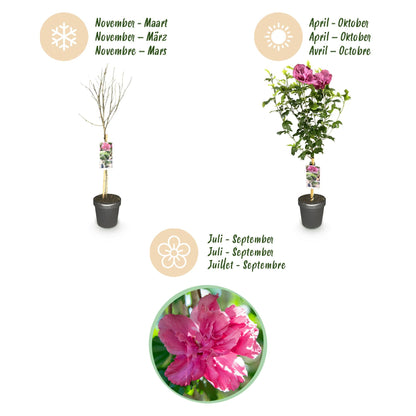 Plant op Stam - Hibiscus syriacus Magenta Chiffon® - Terras Plant - Winterhard - Forestbloom