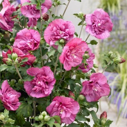 Plant op Stam - Hibiscus syriacus Magenta Chiffon® - Terras Plant - Winterhard - Forestbloom