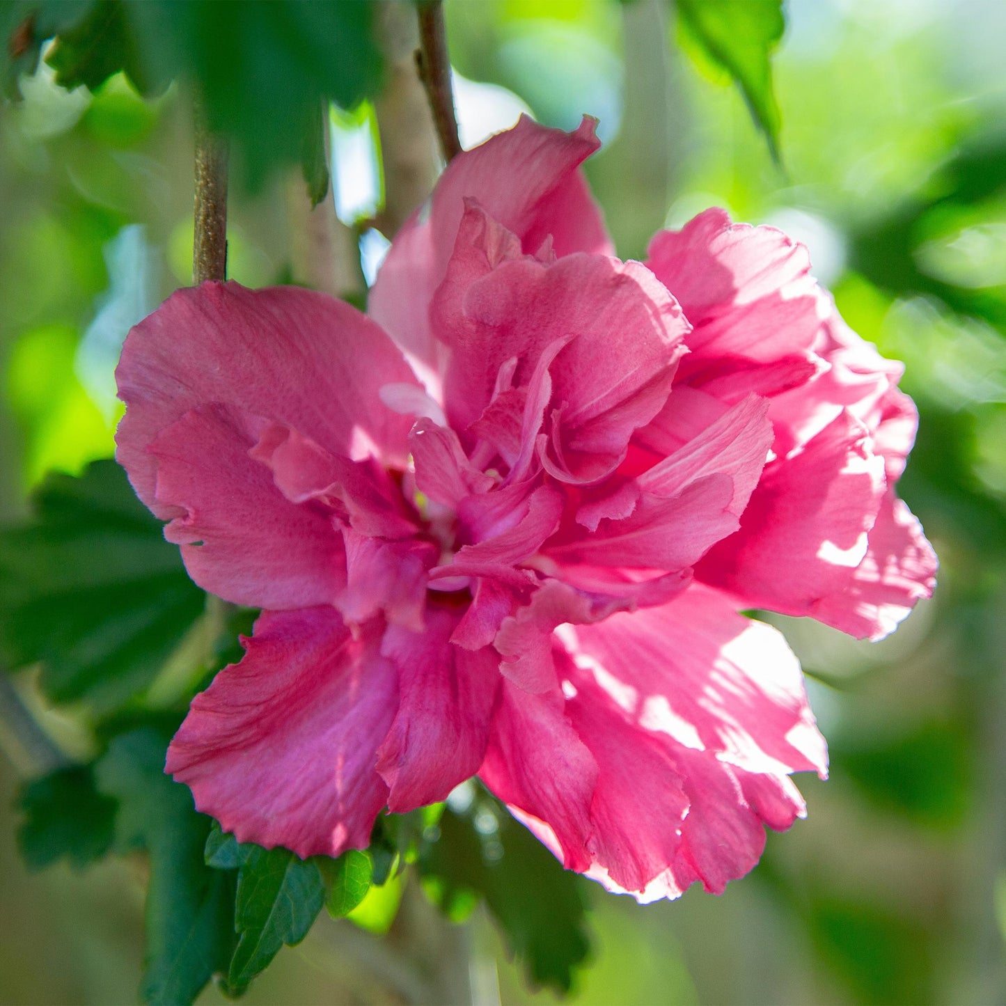 Plant op Stam - Hibiscus syriacus Magenta Chiffon® - Terras Plant - Winterhard - Forestbloom