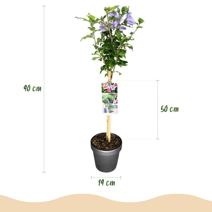 Plant op Stam - Hibiscus syriacus Tricolour - Terras Plant - Winterhard - Forestbloom