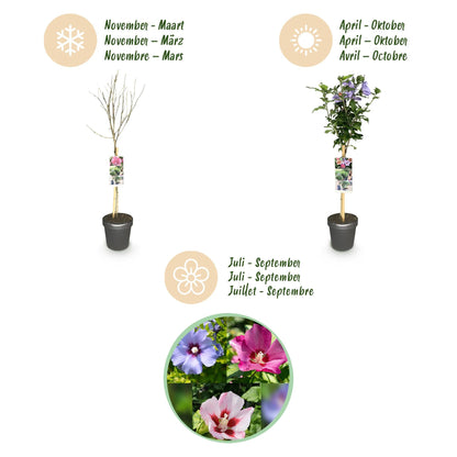 Plant op Stam - Hibiscus syriacus Tricolour - Terras Plant - Winterhard - Forestbloom