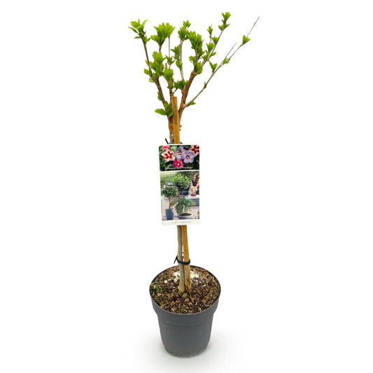Plant op Stam - Hibiscus syriacus Tricolour - Terras Plant - Winterhard - Forestbloom