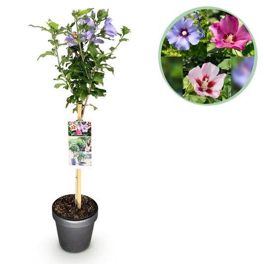 Plant op Stam - Hibiscus syriacus Tricolour - Terras Plant - Winterhard - Forestbloom