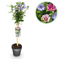 Plant op Stam - Hibiscus syriacus Tricolour - Terras Plant - Winterhard - Forestbloom